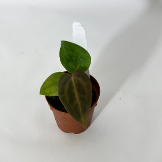 Anthurium SKG red crystallinum x 'Amelia's Delight' - Seedling [#1725]