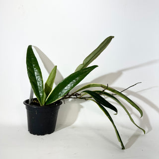 Hoya sulawesiana albo marginata [#2148]