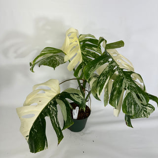 Z-4431 - Monstera deliciosa var. borsigiana albo-variegata