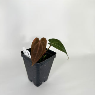 Anthurium forgetii/'Ace of Spades' x warocqueanum [#1203]