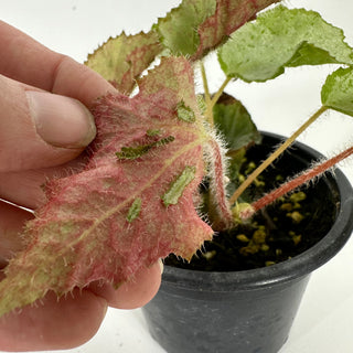 Begonia 'Madhatter' [#2376]