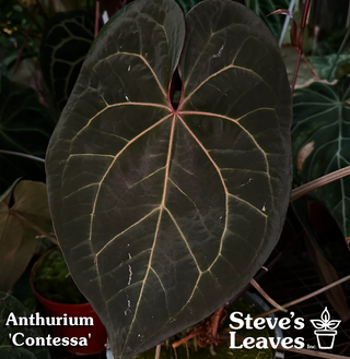 Anthurium 'Contessa' x self - Seed Pack