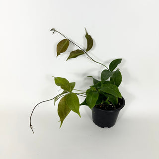 Hoya chloroleuca [#2164]