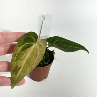 Anthurium 'Chuck Norris' x self - Seedling [#1647]