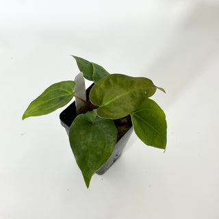 Anthurium Wu papillilaminum x 'Arnold Schwarzenegger' [#1675]