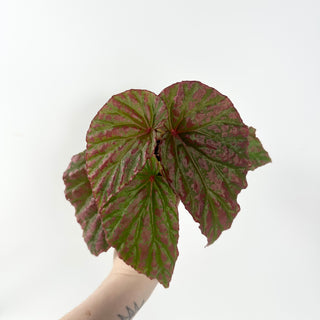 Begonia "Crazy Pink" [#1910]