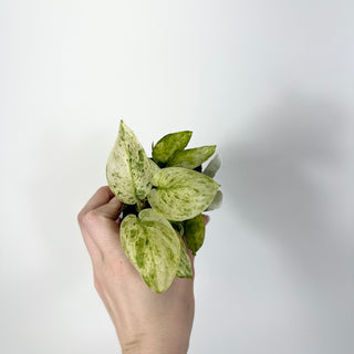 Z-5288 - Scindapsus pictus ‘Mangurai’ variegated