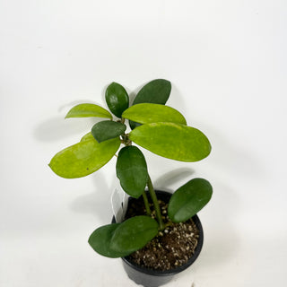 Hoya liangii [#1597]