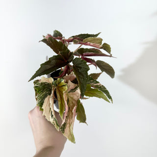 Begonia 'Ginny Galaxy' [#2264]