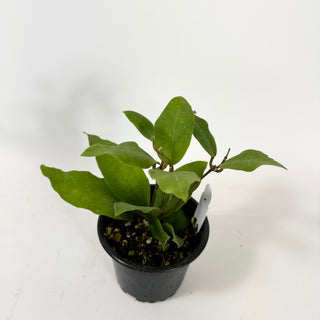 Hoya 'Patricia' [#1634]