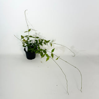 Hoya microstemma (NS11-145) [#2180]