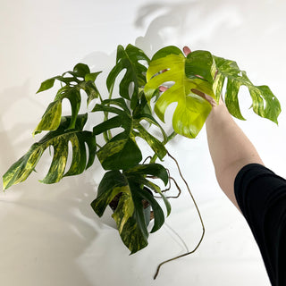 Monstera deliciosa 'Marmorata' - 2 Plants [#1969]
