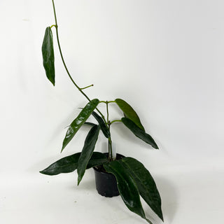 Hoya macgillivrayi (Taiwan) [#1938]