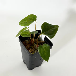 Anthurium papillilaminum SL #1 x 'Amelia's Delight' [#1672]