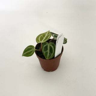 Anthurium 'Brielle'/'Michelle' x self - 2 Seedlings [#1656]
