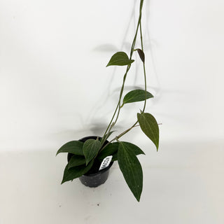 Hoya hellwigiana [#2290]