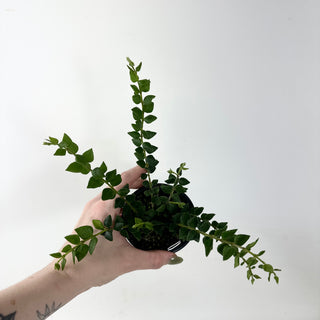 Hoya chinghungensis [#1864]