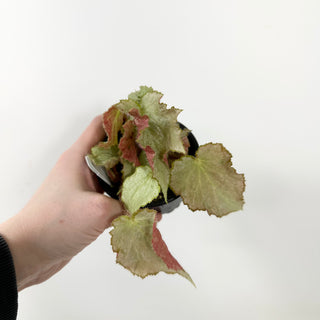 Begonia 'Madhatter' [#1687]