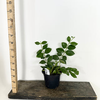 Hoya aeschynanthoides [#2364]