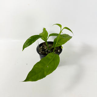 Hoya solokensis [#2405]