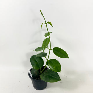 Hoya sp. PNG (red cup flower) [#1921]