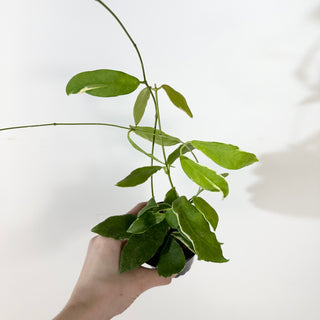 Hoya pimenteliana (outer variegated) [#2374]