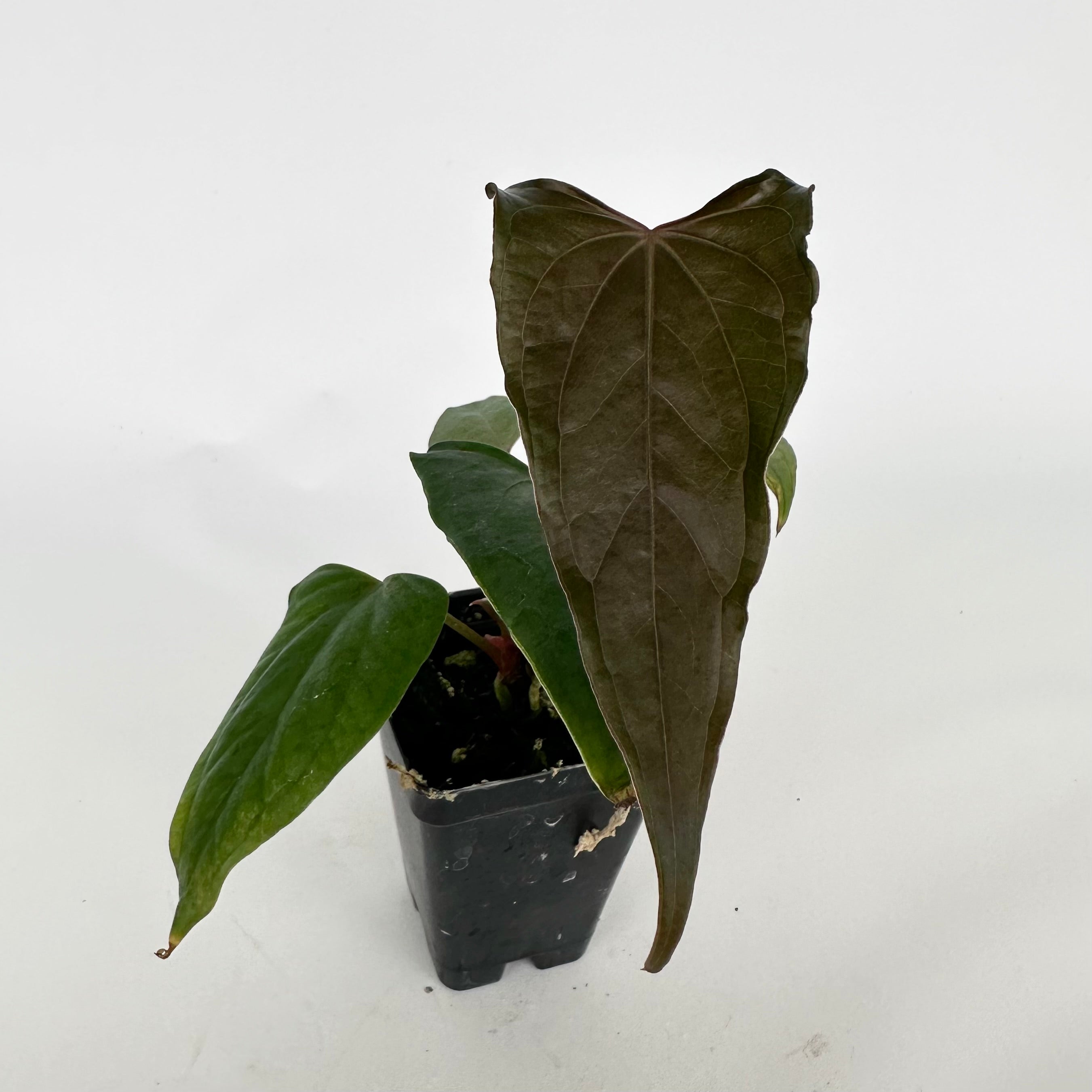 anthurium dark Anthurium 'Prince of Darkness' x nigrolaminum 'Gigi' – Steve's Leaves