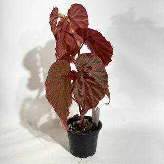 Begonia "Crazy Pink" [#1892]