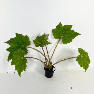 Begonia 'Ricinifolia' [#2127]