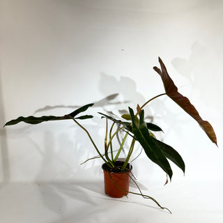 Philodendron atabapoense (Non-TC) [#1827]