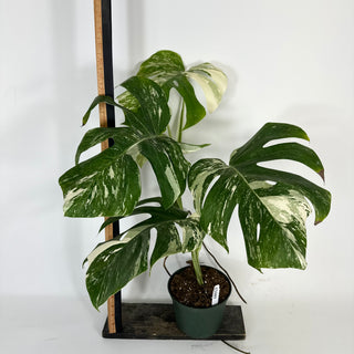 Monstera deliciosa var. borsigiana albo-variegata [#2089]