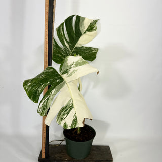 Monstera deliciosa var. borsigiana albo-variegata [#1314]