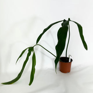 Philodendron holtonianum (Non-TC) [#1164]