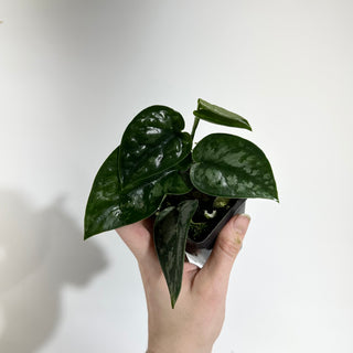 Scindapsus pictus 'Black Mamba' [#1933]