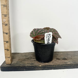 Begonia "Crazy Pink" [#2466]