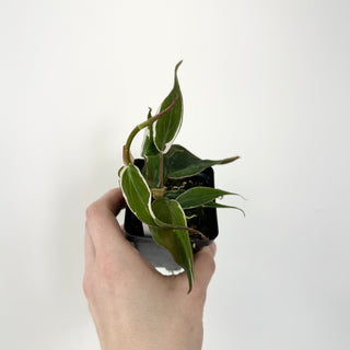 Philodendron hederaceum ‘Micans Halo’