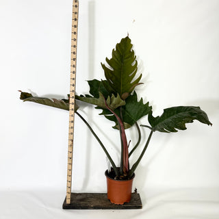 Philodendron 'Pluto' (Non-TC) [#1685]