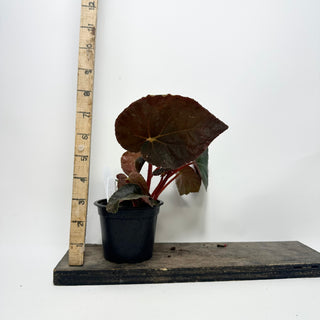 Begonia 'Steve's Leaves Bloodmoon' [#2018]