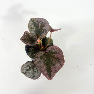 Begonia sykakiengii [#2053]