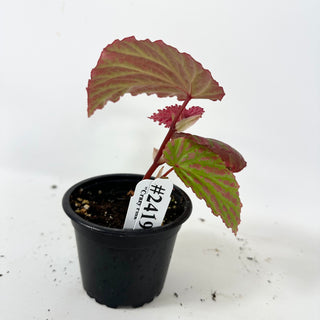 Begonia "Crazy Pink" [#2419]