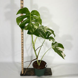 Monstera deliciosa var. borsigiana albo-variegata [#1633]