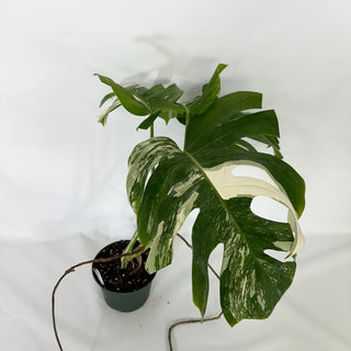 Monstera deliciosa var. borsigiana albo-variegata [#1521]