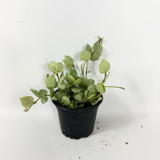 Hoya lacunosa Orange Skin [#1720]