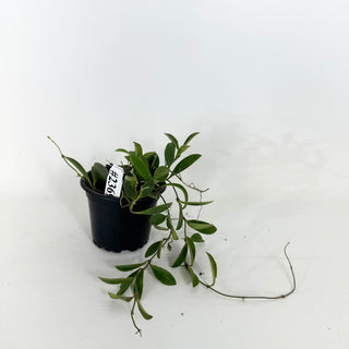 Hoya parviflora [#2369]