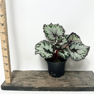 Begonia 'Dolce Vita' [#2004]
