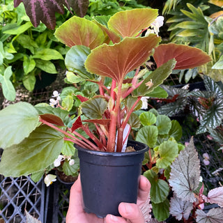 Begonia cucullata