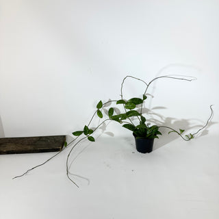 Hoya crassipetiolata (Splash) [#2143]