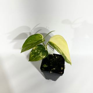 Z-4911 - Scindapsus pictus 'Jade Satin' aurea-variegata