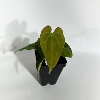 Anthurium Wu papillilaminum x 'Arnold Schwarzenegger' [#1788]