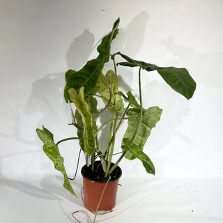 Z-4926 - Philodendron 'Paraiso Verde' (Non-TC)